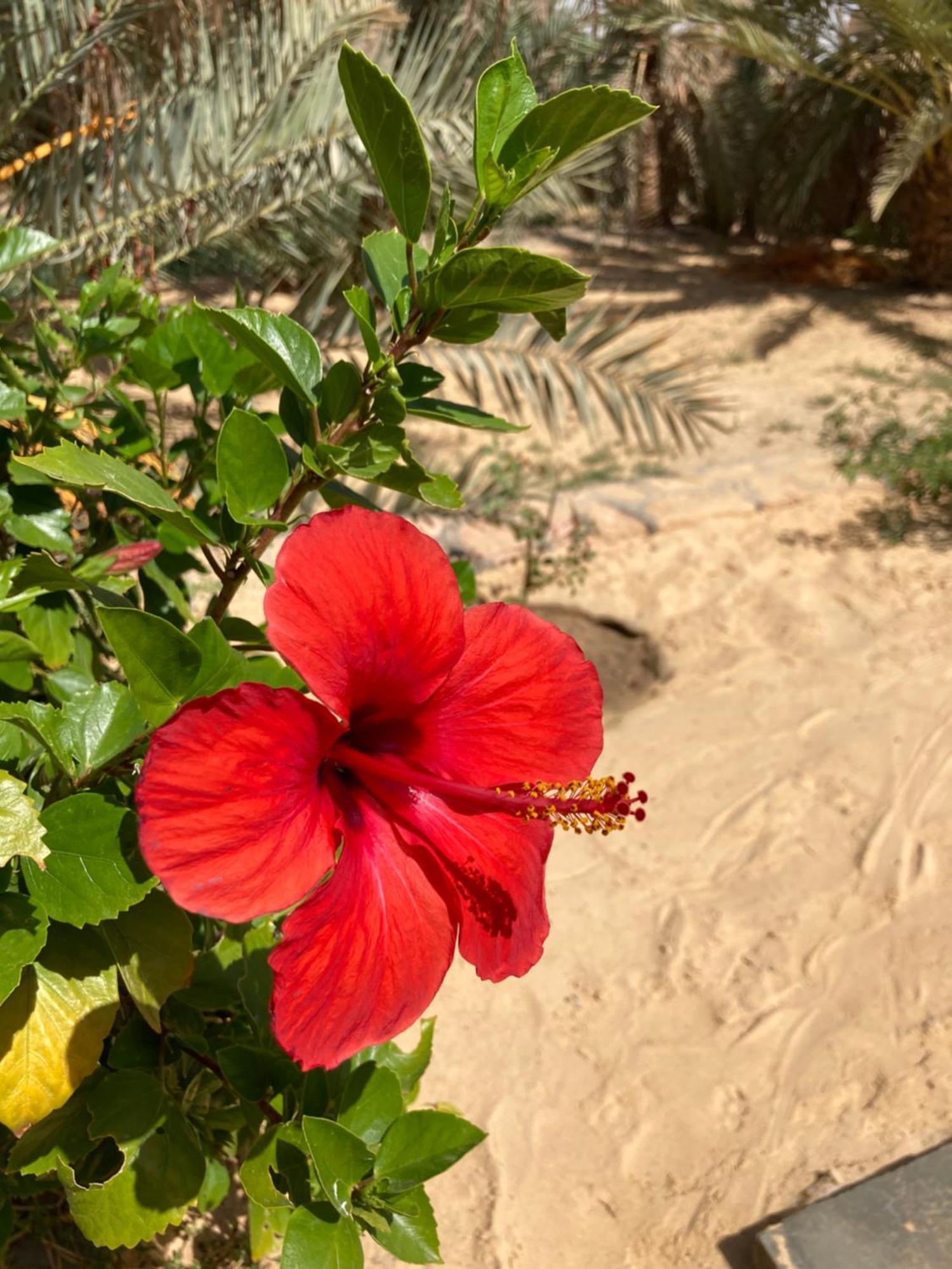 Wafla Villa Siwa Oasis Exterior photo